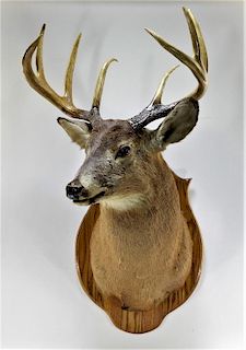 LG Taxidermy 8 Point Buck Deer Trophy Mount