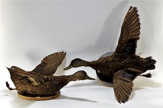 PR Taxidermy Hunting Trophy Mounted Ducks
