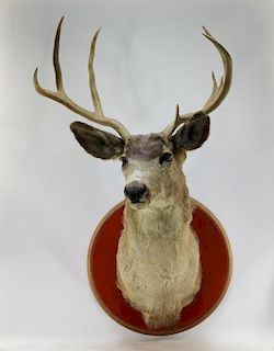 Unusual Taxidermy 8 Point Buck Deer Trophy Mount
