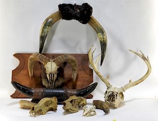 Group of Bull Deer Ram Skull Taxidermy w/ Horns