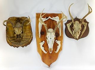 3 Taxidermy Deer Skulls w/ 1 Turtle Shell Mounted
