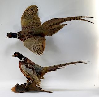 PR Taxidermy Hunting Trophy Mounted Pheasants