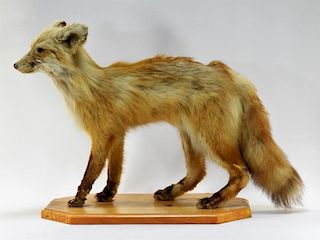 Taxidermy Full Body Trophy Mount of a Fox