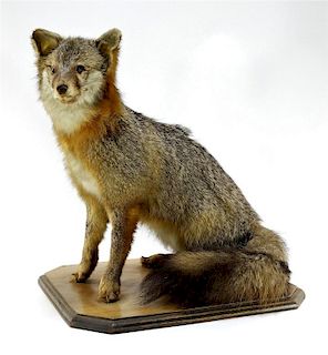 Taxidermy Full Body Mount of Seated Fox