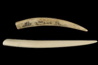 (2) WALRUS TUSKS, ONE WITH ILLUSTRATION