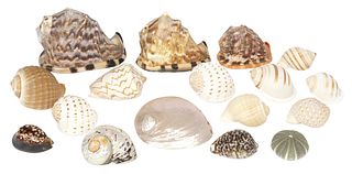 (17) COLLECTION OF SEASHELLS & CONCH SHELLS