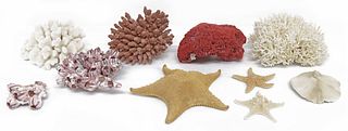 (10) COLLECTION OF CORAL, SEA STARS, & BARNACLE CLUSTERS