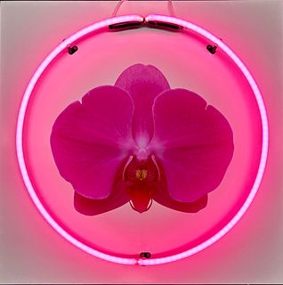 KEITH CERONE '07, Pink Orchid