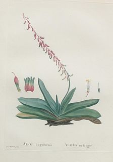 Pierre Joseph Redoute - Aloe linguiformis II