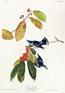 John James Audubon (After) - Azure Warbler