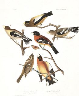 John James Audubon (After) - Evening Grosbeak