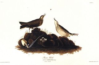 John James Audubon (After) - Brown Titlark