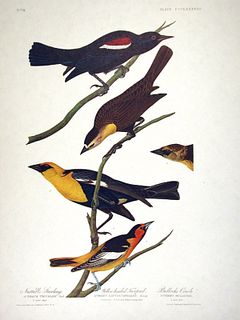 John James Audubon (After) - Yellow-headed Troopial