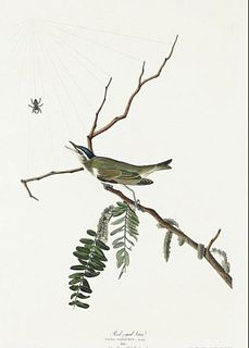 John James Audubon (After) - Red-eyed Vireo