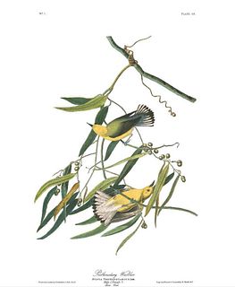 John James Audubon (After) - Prothonolary Warbler