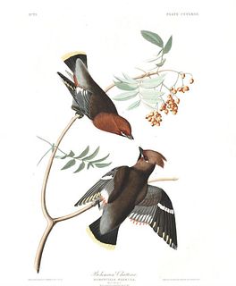 John James Audubon (After) - Bohemian Chatterer