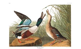 John James Audubon (After) - Shoveller Duck