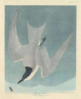 John James Audubon (After) - Marsh Tern