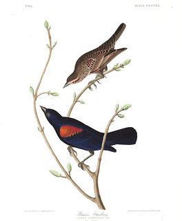 John James Audubon (After) - Prairie Starling