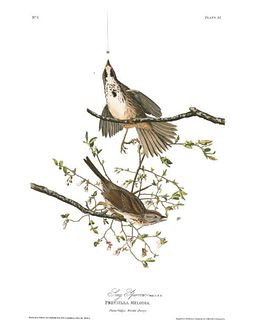 John James Audubon (After) - Song Sparrow
