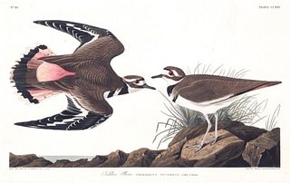 John James Audubon (After) - Kildeer Plover