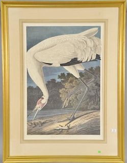 After John James Audubon, after Havell, colored print, "Whooping Crane" Grus Americana, Adult Male, elephant folio size, sigh