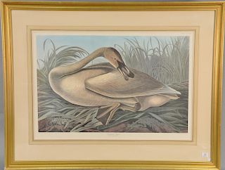 After John James Audubon, after Havell, colored print, "Trumpeter Swan Cygnus Buccinator", elephant folio size, sight size 25