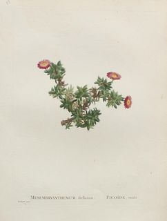 Pierre Joseph Redoute - Mesmbryanthemum ftellatum