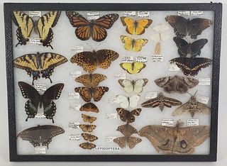 Vintage Mounted and Framed Collection of Exotic Butterfly Species, 20th Century
