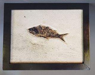 Natural History - Antique Knightia Fish Fossil in Stone Matrix