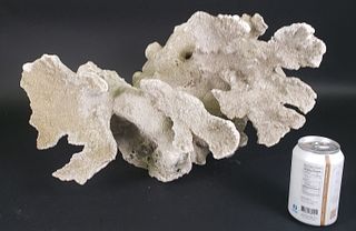 Large Fossilized Tropical Coral Centerpiece