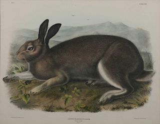 after JOHN JAMES AUDUBON, (American, 1785-1851), Lepus Glacialis (Leach)