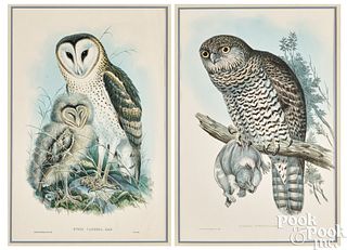 Two Gould & Richter color owl lithographs
