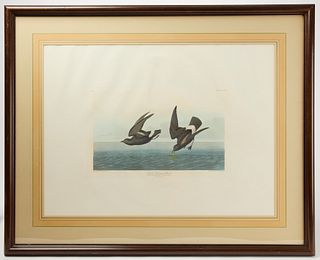John James Audubon, Havell Edition - Least Stormy Petrel