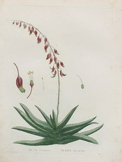 Pierre Joseph Redoute - Aloe carinata