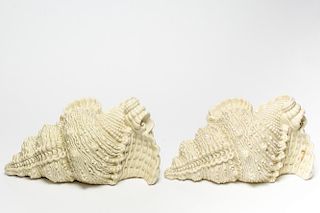 Pair of Glazed Ceramic Whelk Shell Sconces