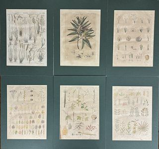 Six Botanical Engravings