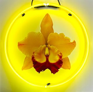 KEITH CERONE '07, Yellow Orchid