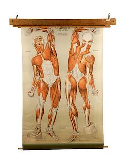 A.J. Nystrom Illustrated Anatomical Charts, 1918