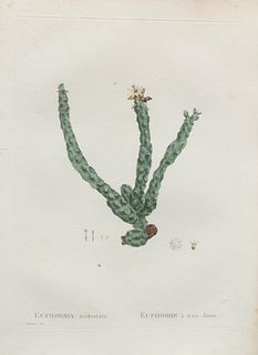 Pierre Joseph Redoute - Euphorbia tridentata