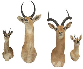 (4) TAXIDERMY AFRICAN SHOULDER MOUNT GAME TROPHIES