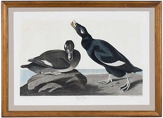 John James Audubon, Velvet Duck