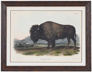  John James Audubon, American Bison or Buffalo