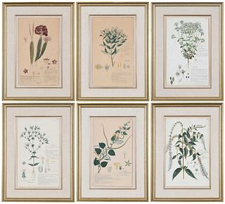 Six Framed Alexandre Descubes Botanical Watercolors