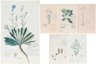 Six Unframed Alexandre Descubes Botanical Watercolors