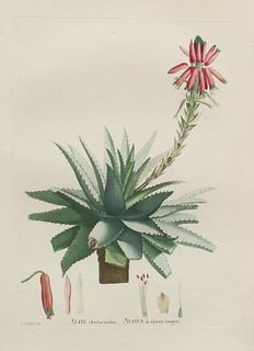 Pierre Joseph Redoute - Aloe rhodacntha