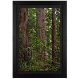 Jongas, "Redwoods" Framed Limited Edition on Canvas, Numbered and Hand Signed with Letter of Authenticity.