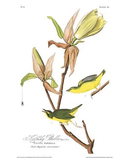 John James Audubon (After) - Kentucky Warbler