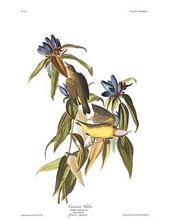 John James Audubon (After) - Connecticut Warbler