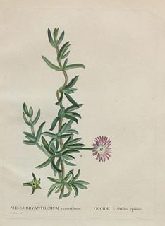 Pierre Joseph Redoute - Mesembryanthemum C
